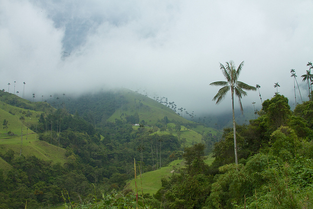 valle-cocora-colombia