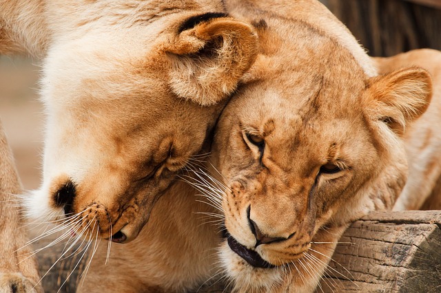 leones-cerca-abrazo-sagitaz