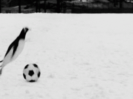 gif de pingüinos en la nieve jugando con un balon de futbol