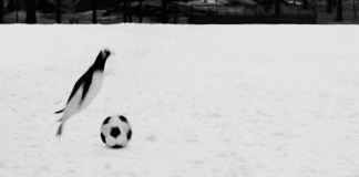 gif de pingüinos en la nieve jugando con un balon de futbol