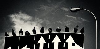 palomas encima de unas señales de direccion de una ciudad