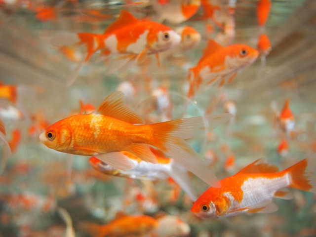peces naranjas en una pecera
